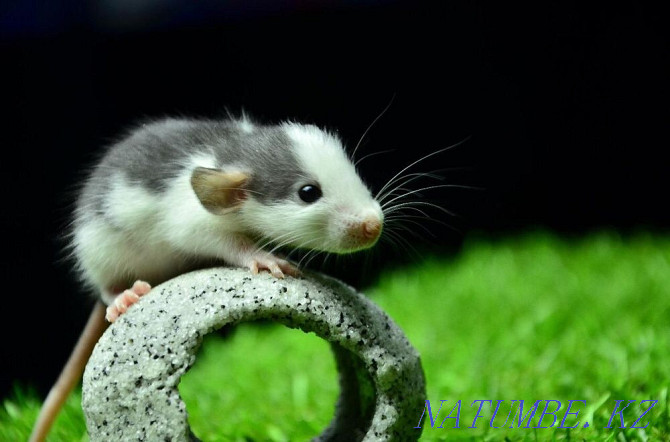 Rats in "Live Corner" in Taugul Almaty - photo 1