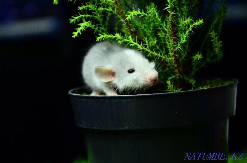 Крысы в "Живом Уголке" в Таугуле Алматы - изображение 4