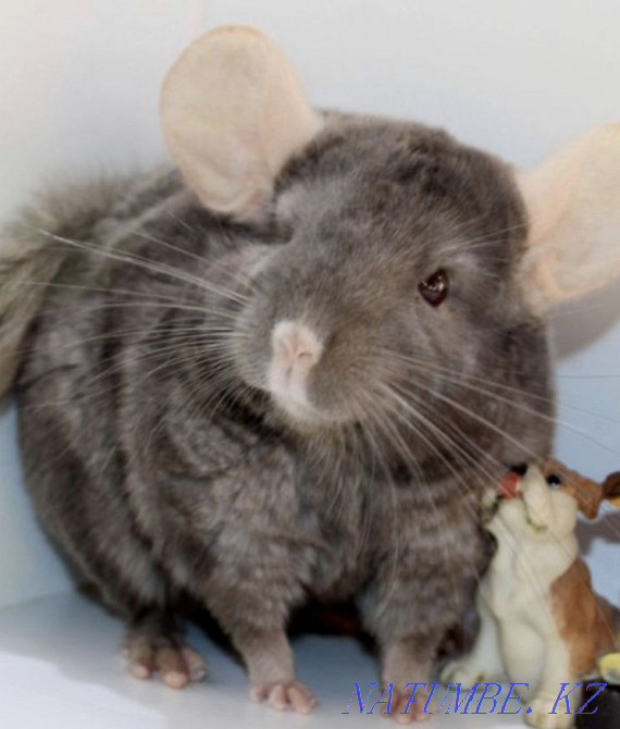 Chinchilla Astana - photo 1