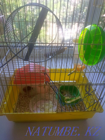 hamster with cage for sale Karagandy - photo 3