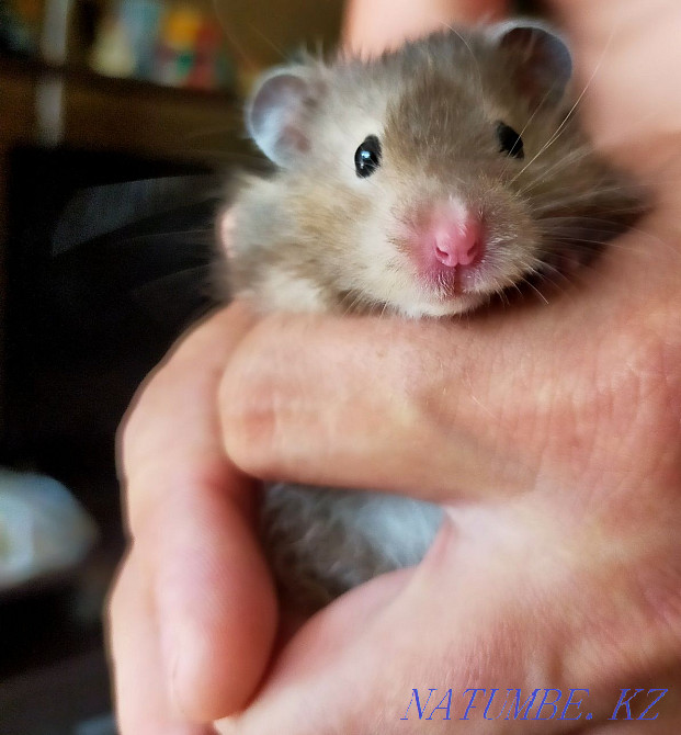 hamster with cage for sale Karagandy - photo 2