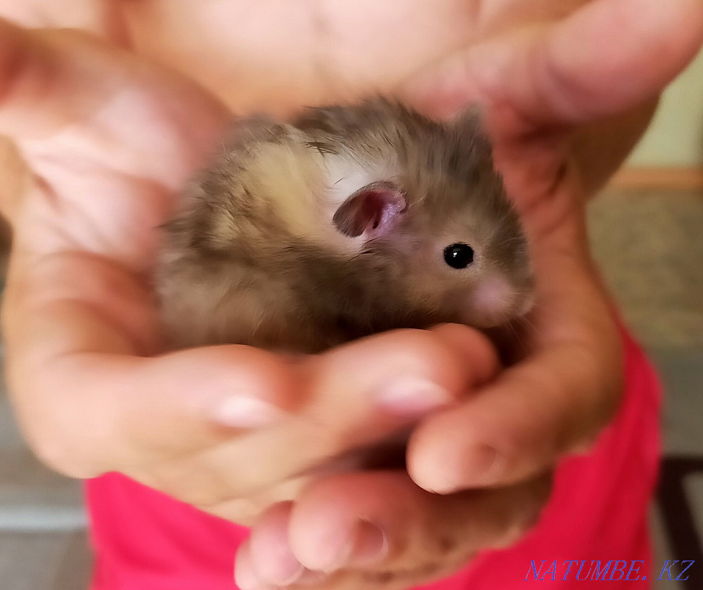hamster with cage for sale Karagandy - photo 1