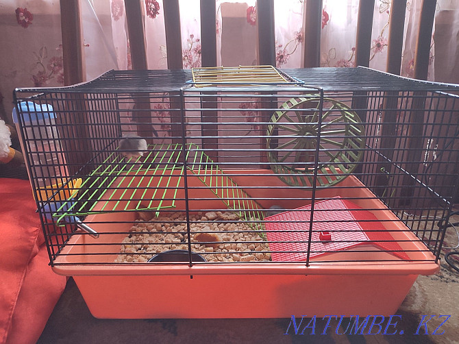 Hamsters with a cage for sale Almaty - photo 3