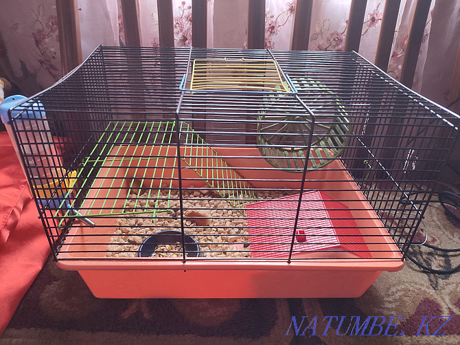Hamsters with a cage for sale Almaty - photo 1