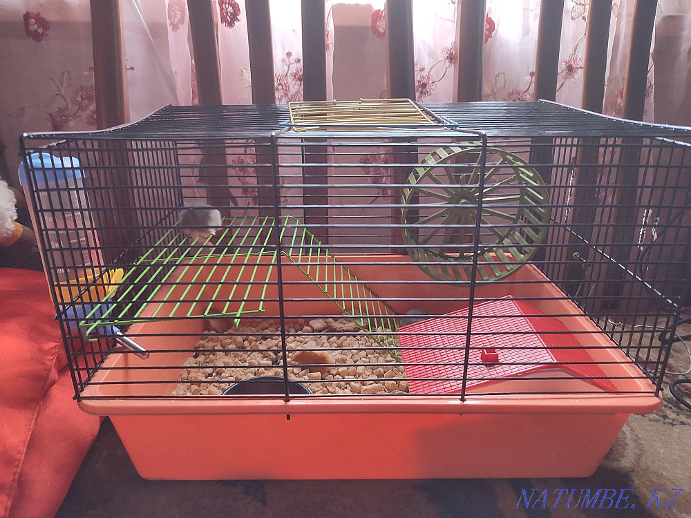 Hamsters with a cage for sale Almaty - photo 3