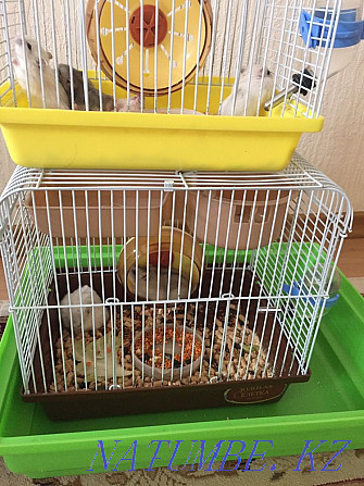 3 hamster cages for sale Ust-Kamenogorsk - photo 3