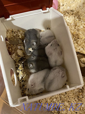 Sell Djungarian hamsters Ridder - photo 1