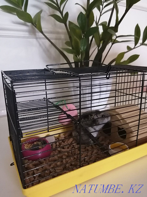 hamster with cage for sale Astana - photo 3
