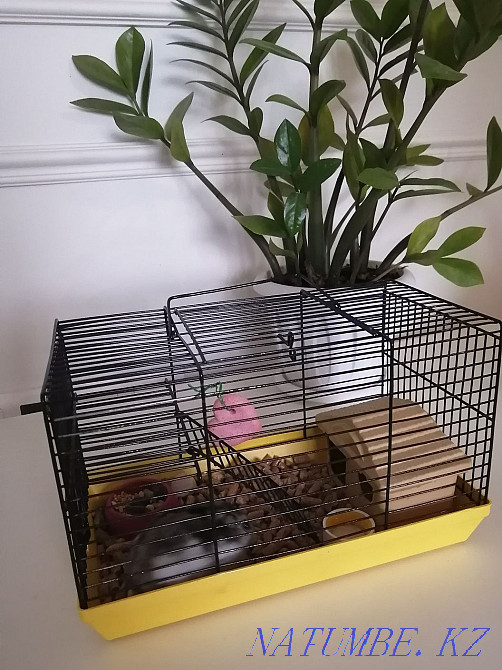 hamster with cage for sale Astana - photo 2