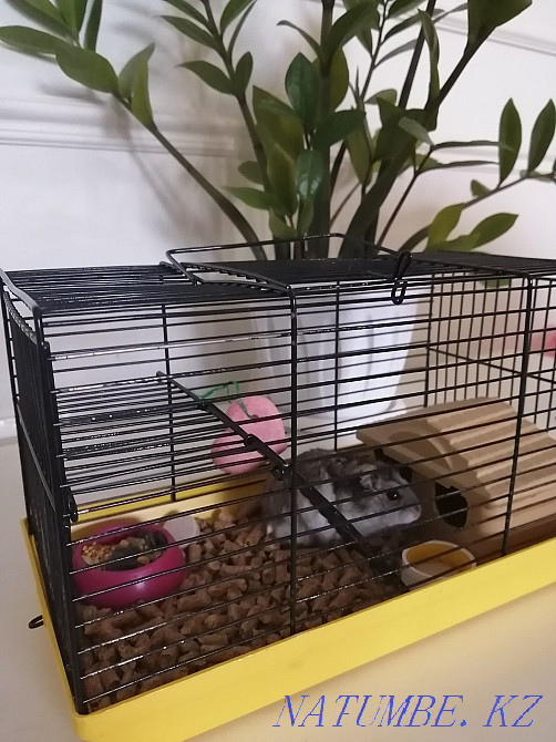 hamster with cage for sale Astana - photo 1