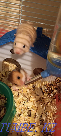 Syrian hamsters Balqash - photo 1