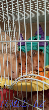 Syrian hamsters Balqash - photo 6