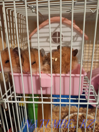 Syrian hamsters Balqash - photo 4