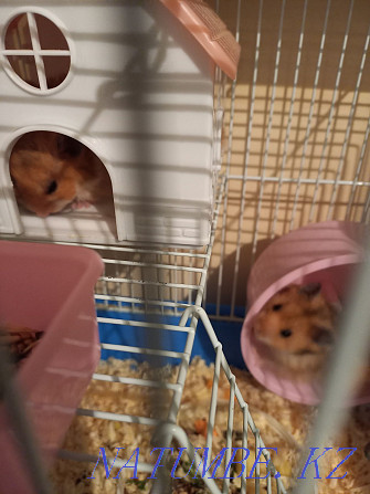 Syrian hamsters Balqash - photo 3