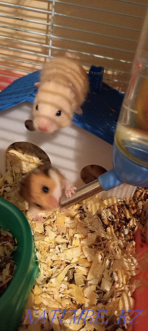 Syrian hamsters Balqash - photo 1