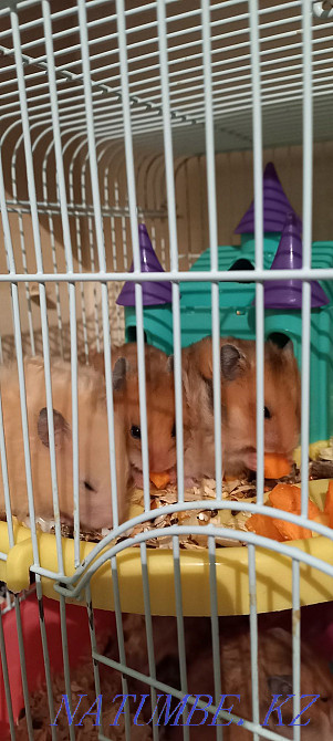 Syrian hamsters Balqash - photo 6