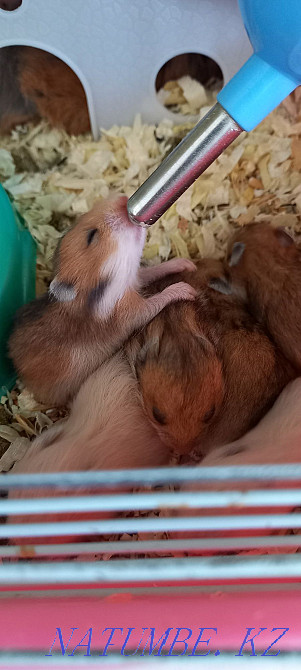 Syrian hamsters Balqash - photo 5