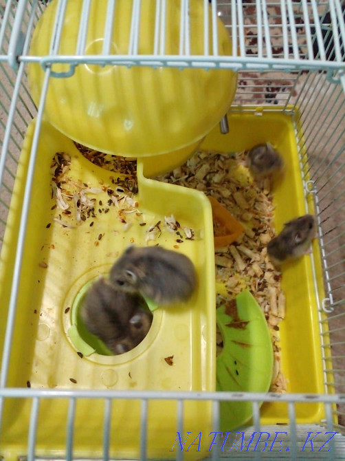 Hamsters jungarika Taldykorgan - photo 2