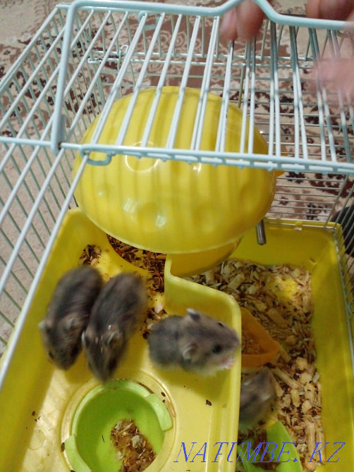 Hamsters jungarika Taldykorgan - photo 1