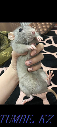 Крыса добрая не кусается Мичуринское - изображение 1
