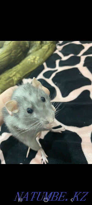 A good rat doesn't bite Мичуринское - photo 2