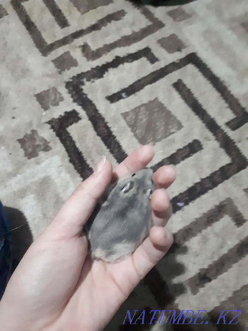 Бесплатно хомячок Жезказган - изображение 1