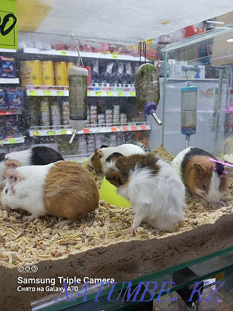 Guinea pigs, kids Kostanay - photo 2