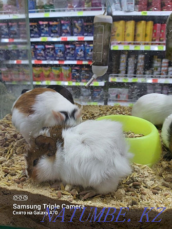 Guinea pigs, kids Kostanay - photo 1