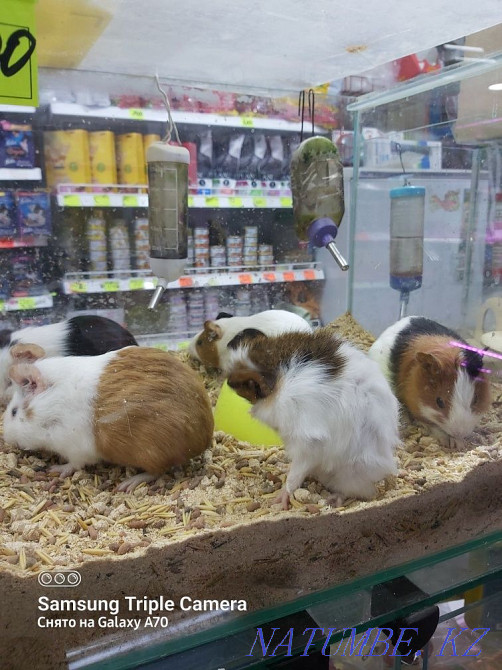 Guinea pigs, kids Kostanay - photo 2