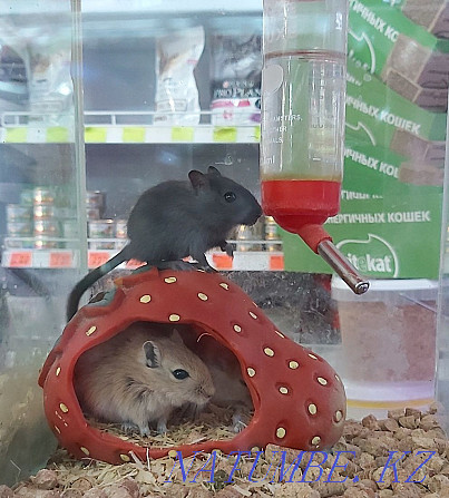 Mongolian gerbils Kostanay - photo 2