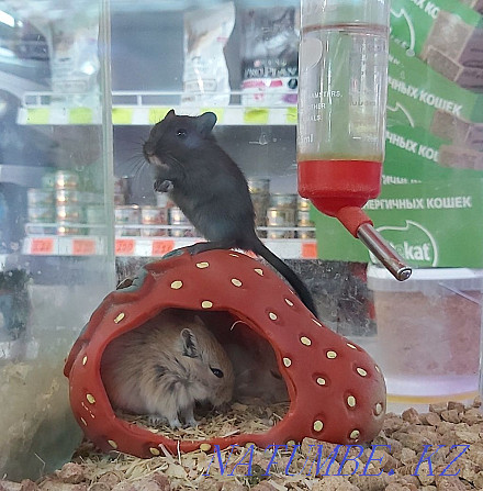 Mongolian gerbils Kostanay - photo 1