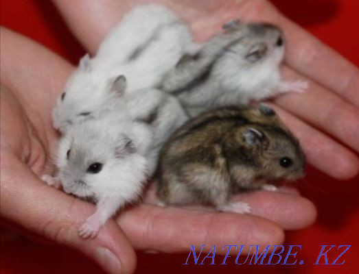 Djungarian hamsters (djungarians) Shymkent - photo 1