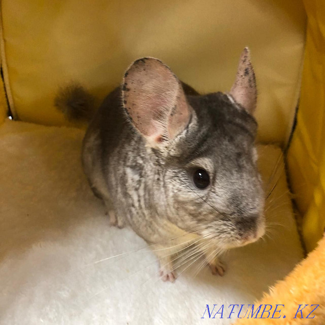 Chinchilla beige flynd Almaty - photo 2