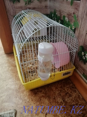 Hamster with cage Белоярка - photo 2