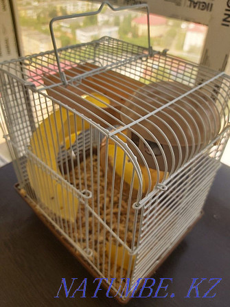 Djungarian hamster with a cage for sale. Astana - photo 2