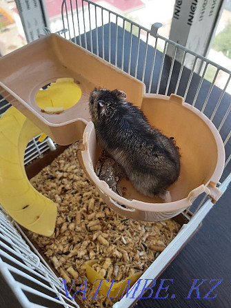 Djungarian hamster with a cage for sale. Astana - photo 4