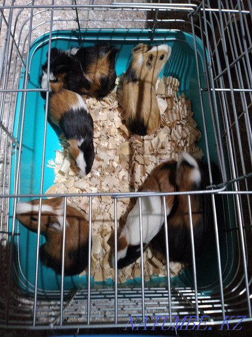 Guinea Pigs babies Ust-Kamenogorsk - photo 1