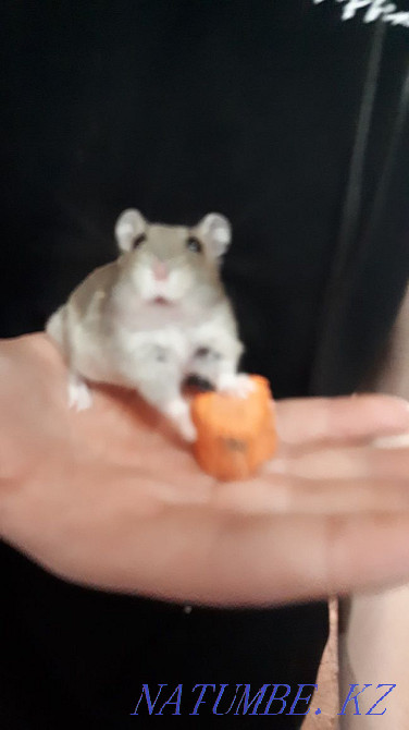 Жоңғар хомяктары  Балқаш - изображение 1