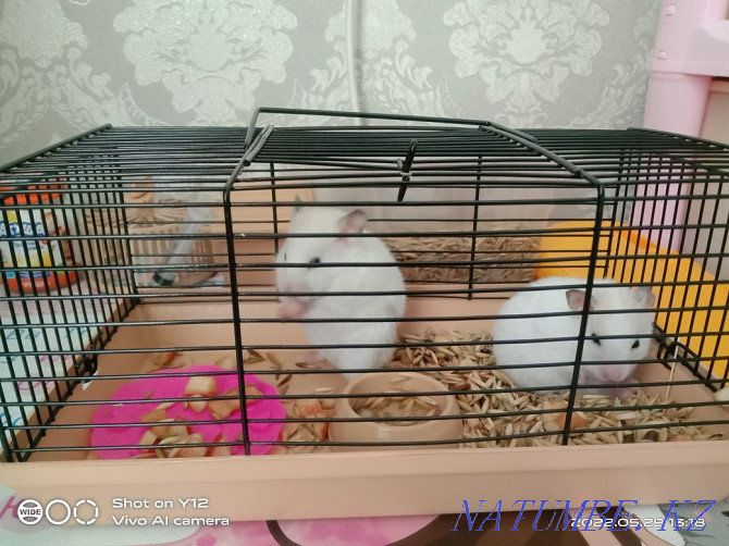 2pcs hamster with bars for sale  - photo 1