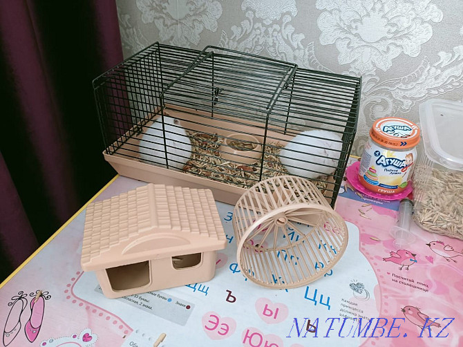 2pcs hamster with bars for sale  - photo 5