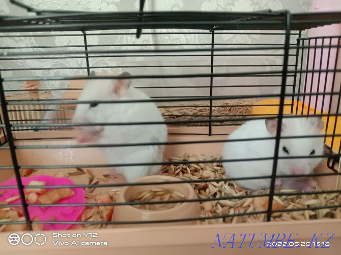 2pcs hamster with bars for sale  - photo 2