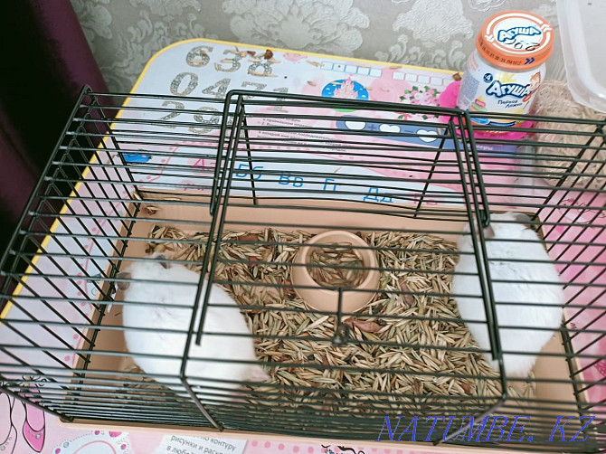 2pcs hamster with bars for sale  - photo 4