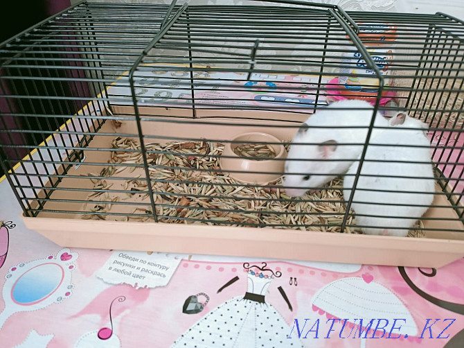 2pcs hamster with bars for sale  - photo 3