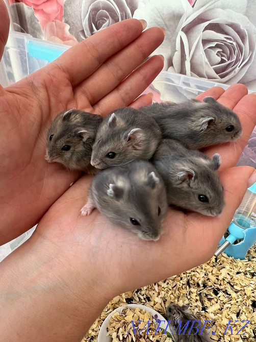 Djungarian Hamster Pavlodar - photo 1