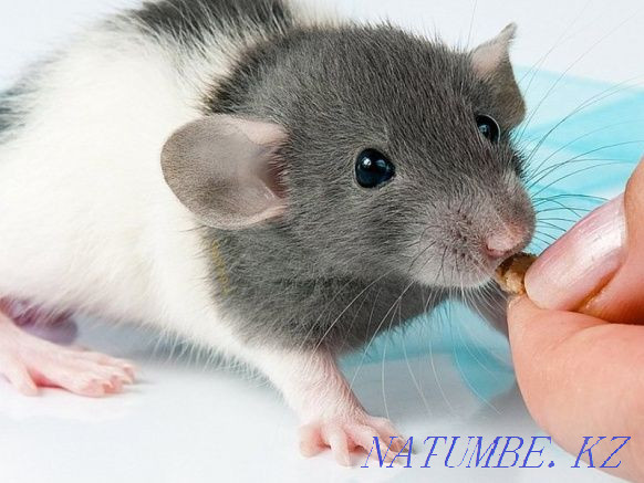 baby dumbo rats Sorang - photo 1