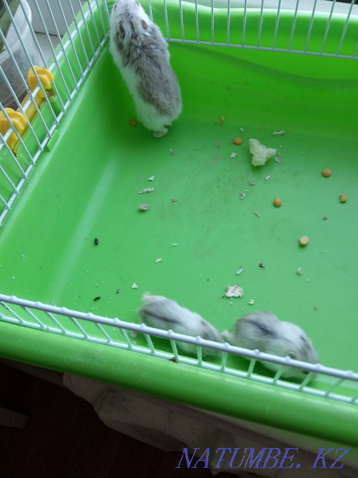 Продаю хомячков джунгариков белых симпотяг Темиртау - изображение 1