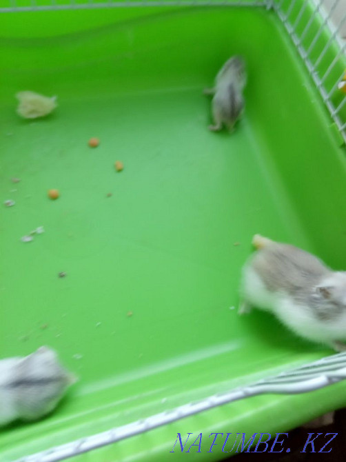 Продаю хомячков джунгариков белых симпотяг Темиртау - изображение 3