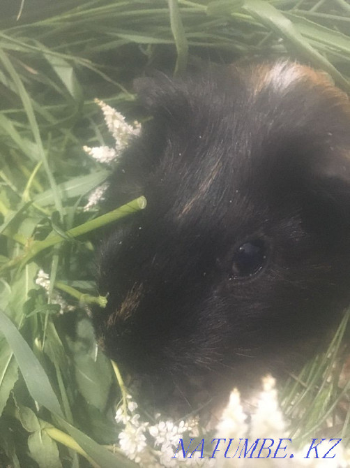 Guinea pig Karagandy - photo 2