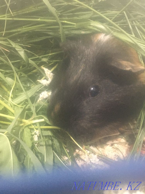 Guinea pig Karagandy - photo 4