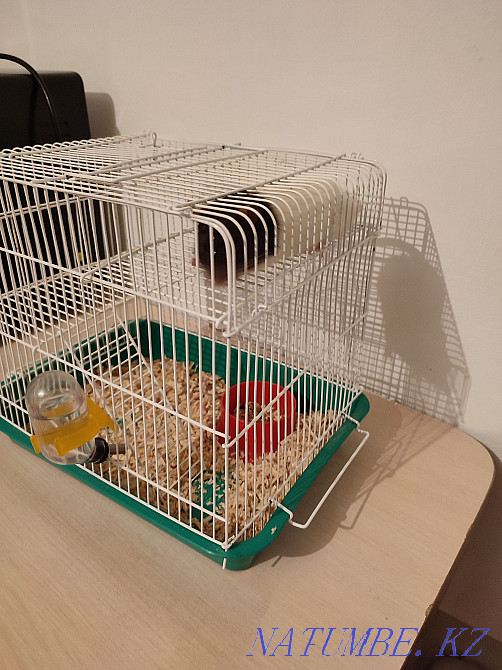 Продам декоративную Крысу Балуана Шолака - изображение 1